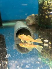 L144 Lemon Blue Eye BRISTLENOSE PLECO ANCISTRUS SP. Live Fish (One Item)