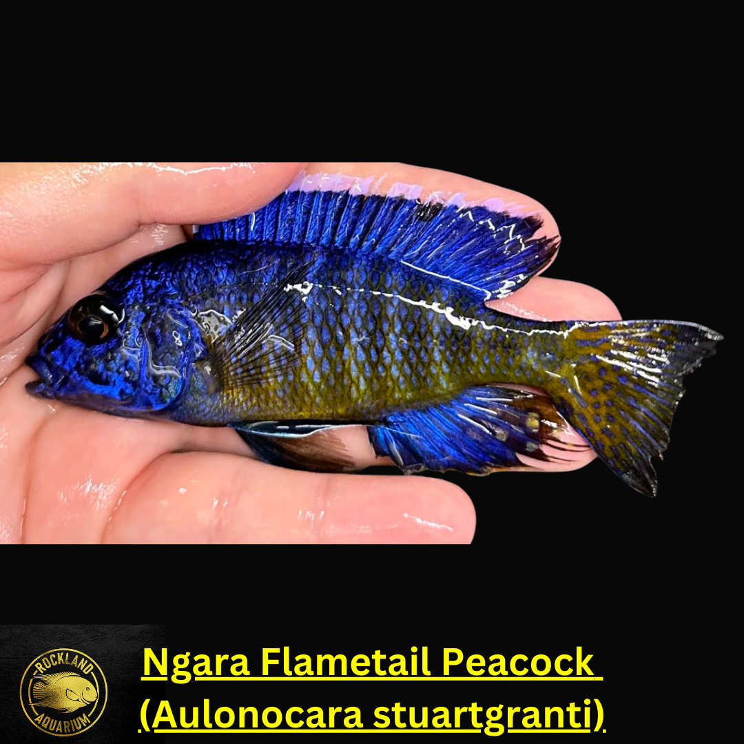 Ngara Flametail Peacock MALE - Aulonocara stuartgranti - Live Fish (A ...