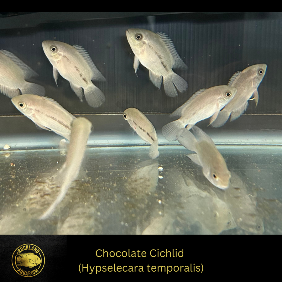 Chocolate Cichlid - Hypselecara temporalis - Live Fish – Rockland Aquarium