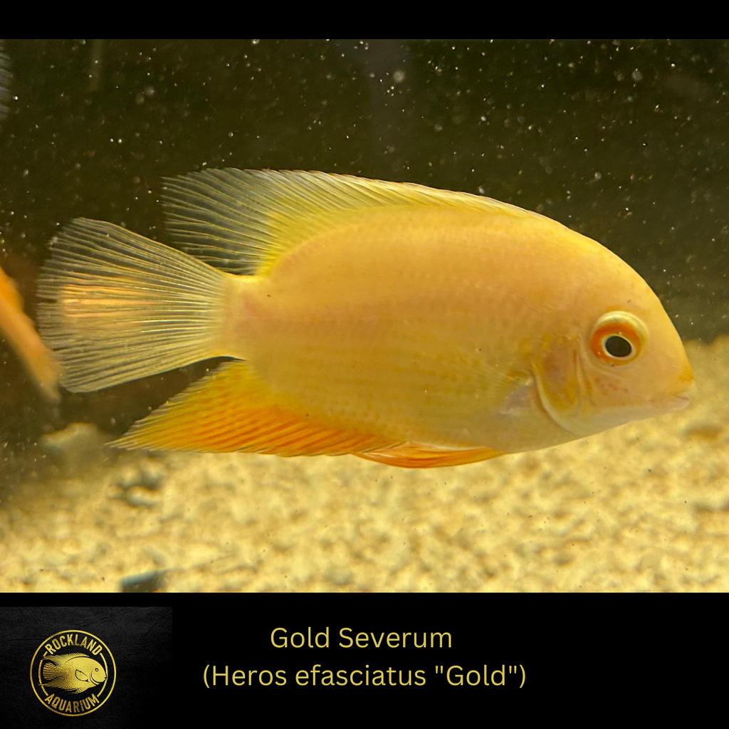 Gold severum outlet cichlid care