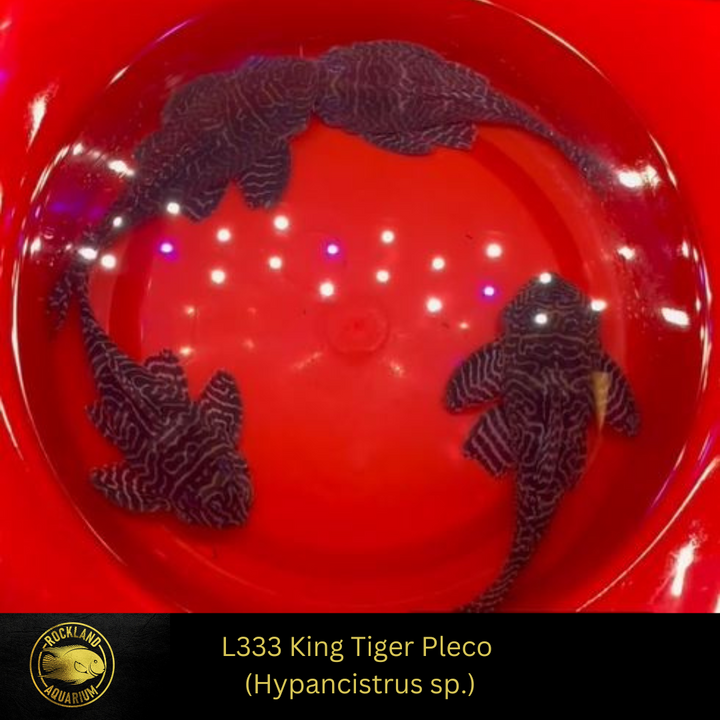 L333 King Tiger Pleco - Hypancistrus sp. - Live Fish (One Item)