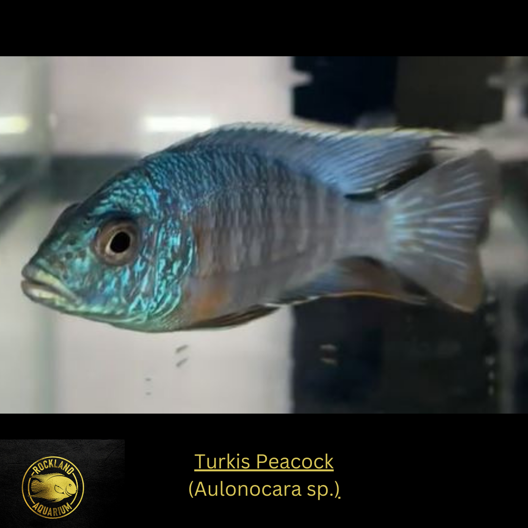 Turkis Peacock - Aulonocara sp. - Live Fish - African Cichlid - NICE