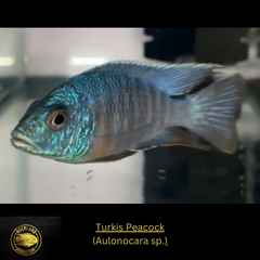 Turkis Peacock - Aulonocara sp. - Live Fish - African Cichlid - NICE