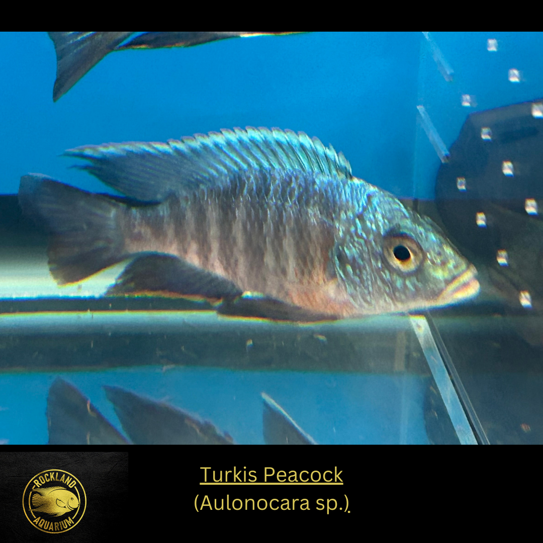 Turkis Peacock - Aulonocara sp. - Live Fish - African Cichlid - NICE