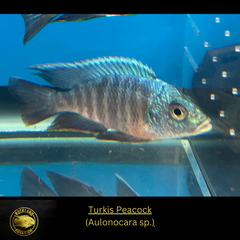 Turkis Peacock - Aulonocara sp. - Live Fish - African Cichlid - NICE