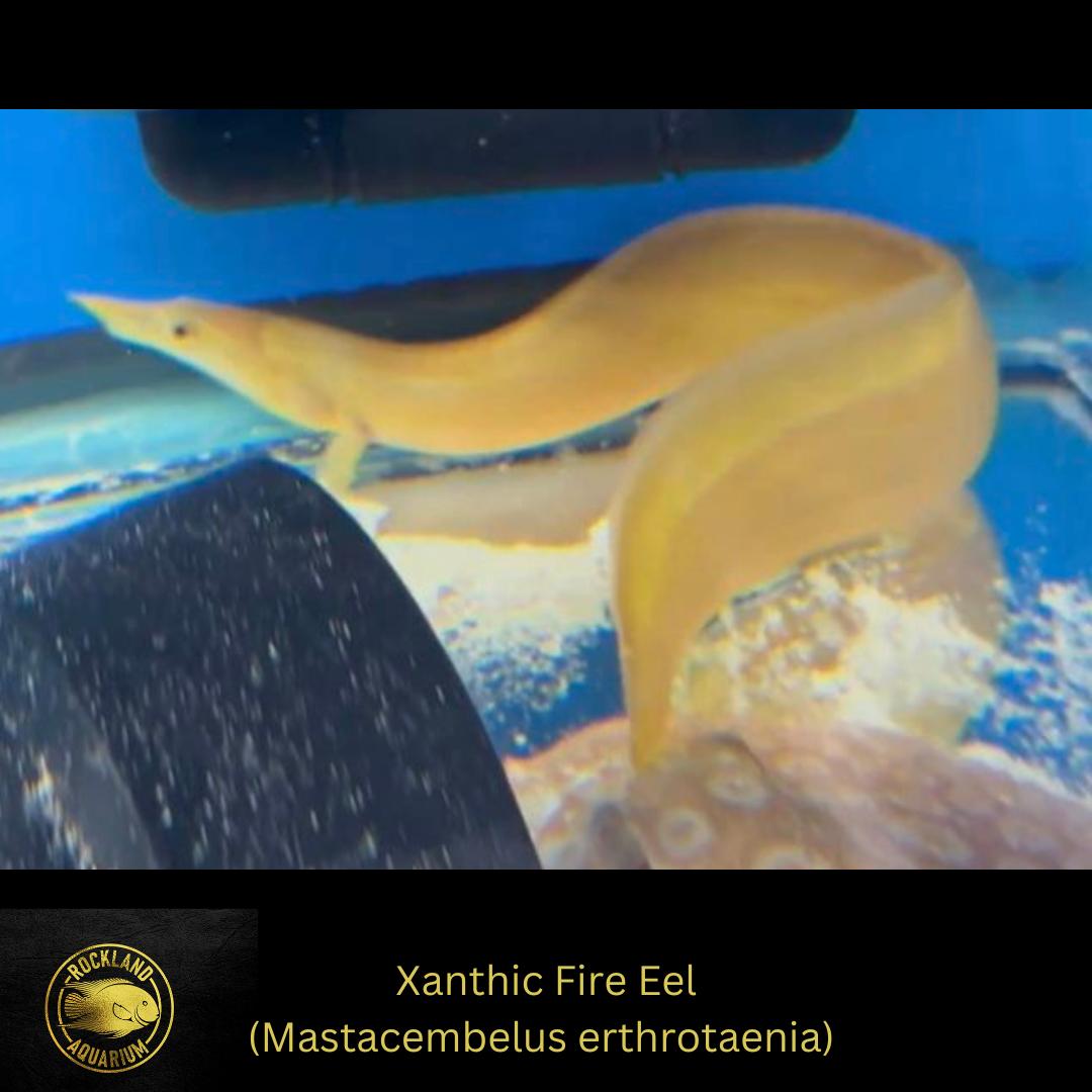 Xanthic Fire Eel  - Mastacembelus erythrotaenia - Live Fish (11”)