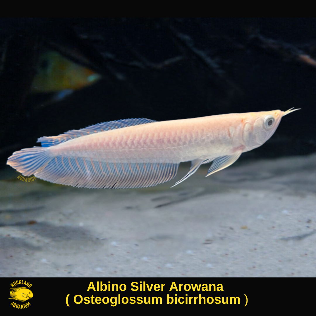 Albino Silver Arowana - (Osteoglossum bicirrhosum) - Live Fish