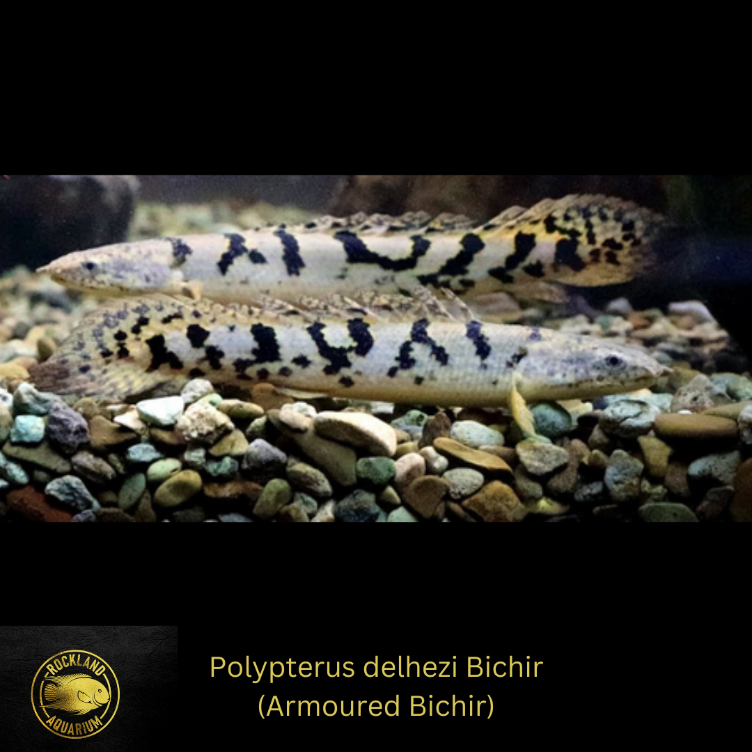 Barred AKA Armored Bichir - Polypterus delhezi - Live Fish (3"- 4")