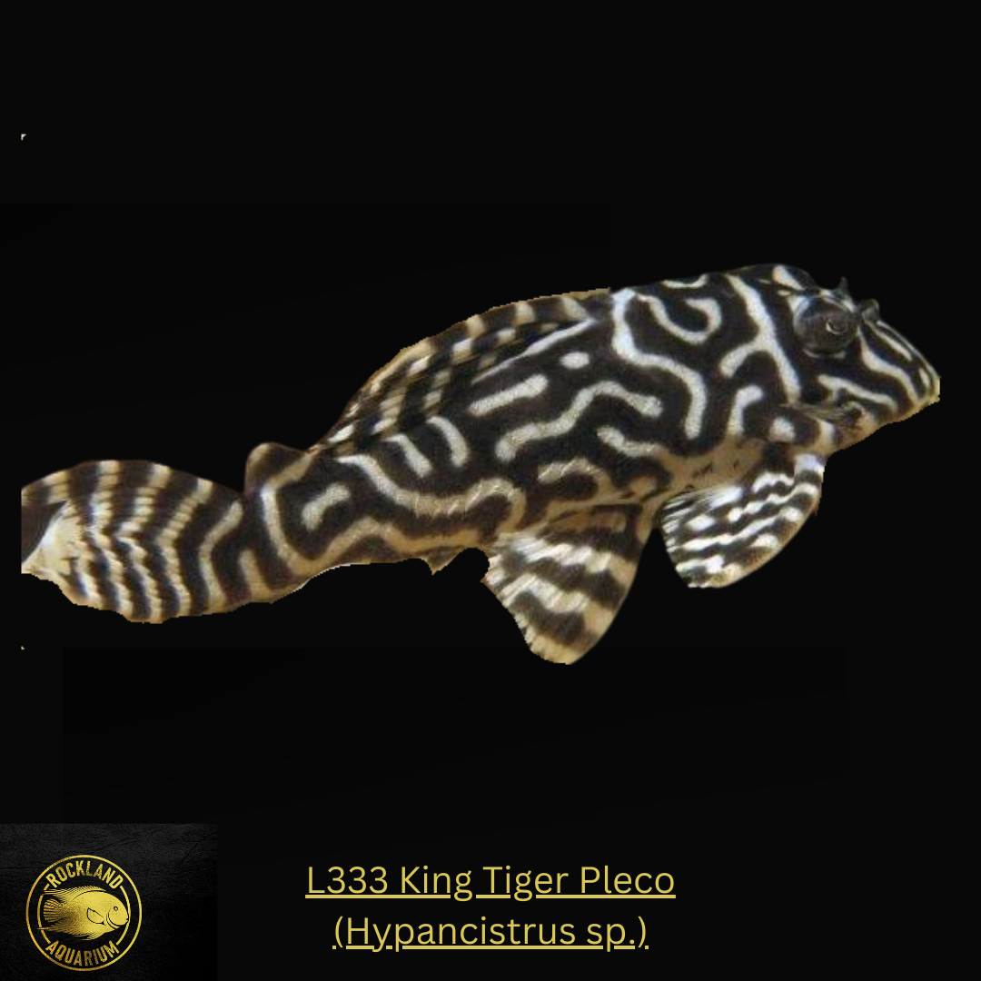 L333 King Tiger Pleco - Hypancistrus sp. - Live Fish (One Item)