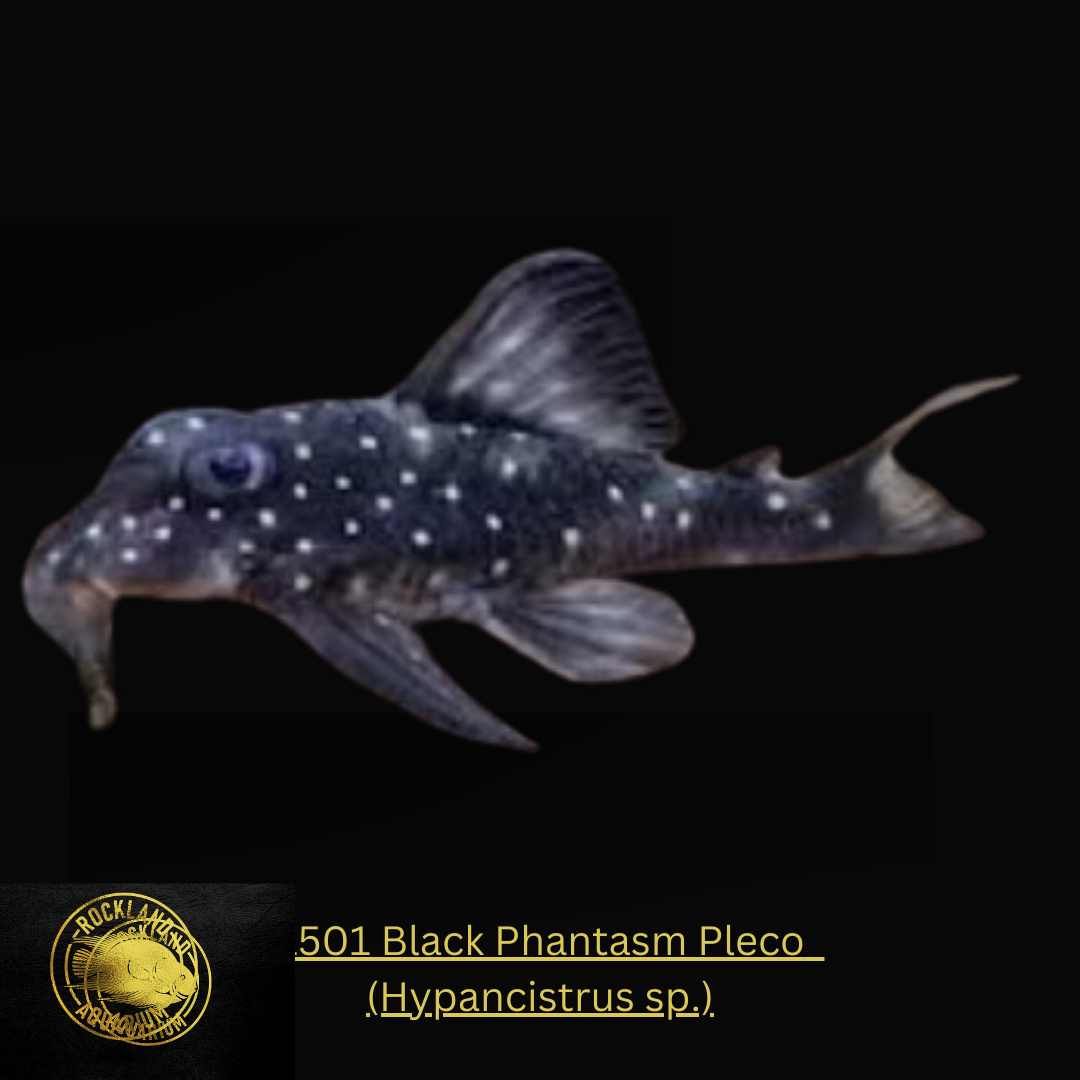 L501 Black Phantasm Pleco - Hypancistrus sp. - Live Fish (One Item)