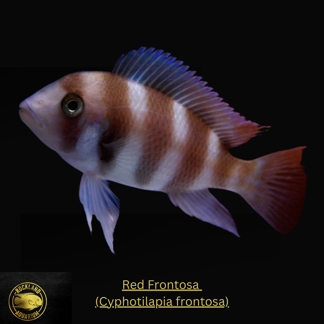 Brown Frontosa - Cyphotilapia frontosa - Live Fish