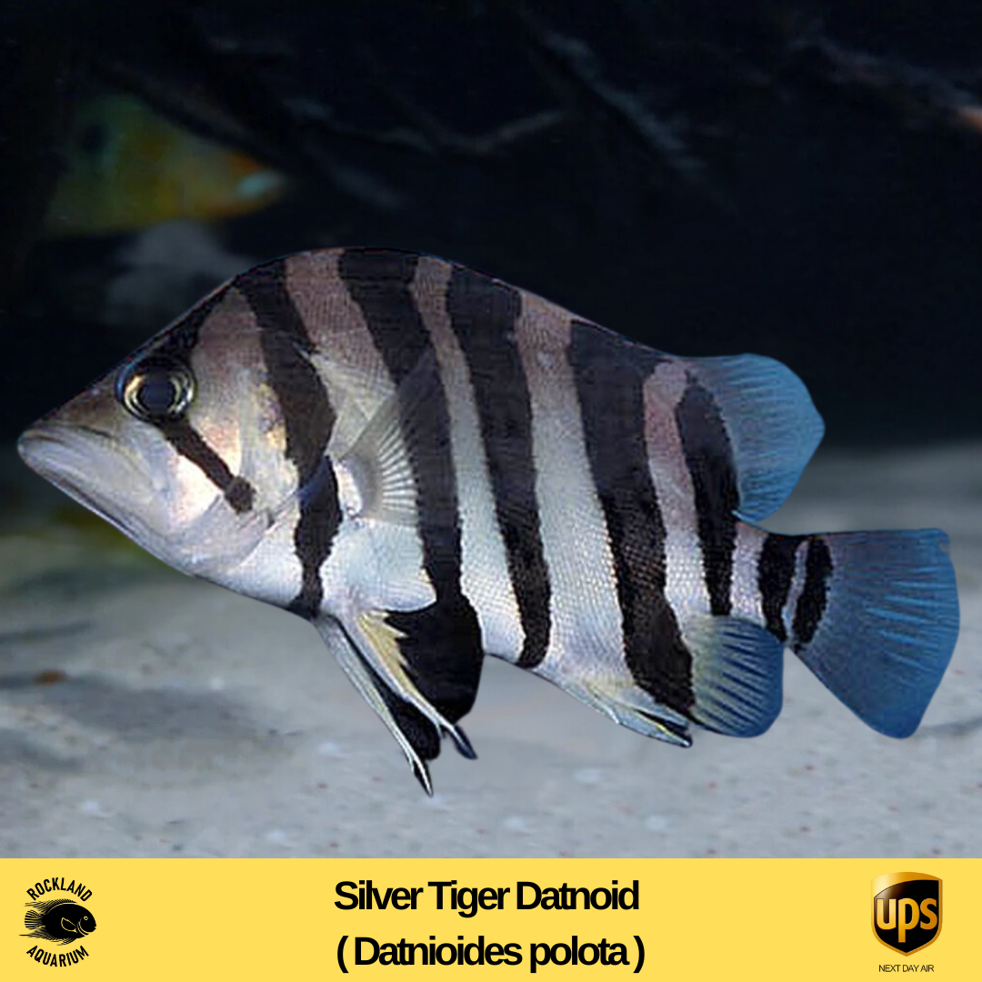 Silver Tiger Datnoid - Datnioides polota- Live Fish