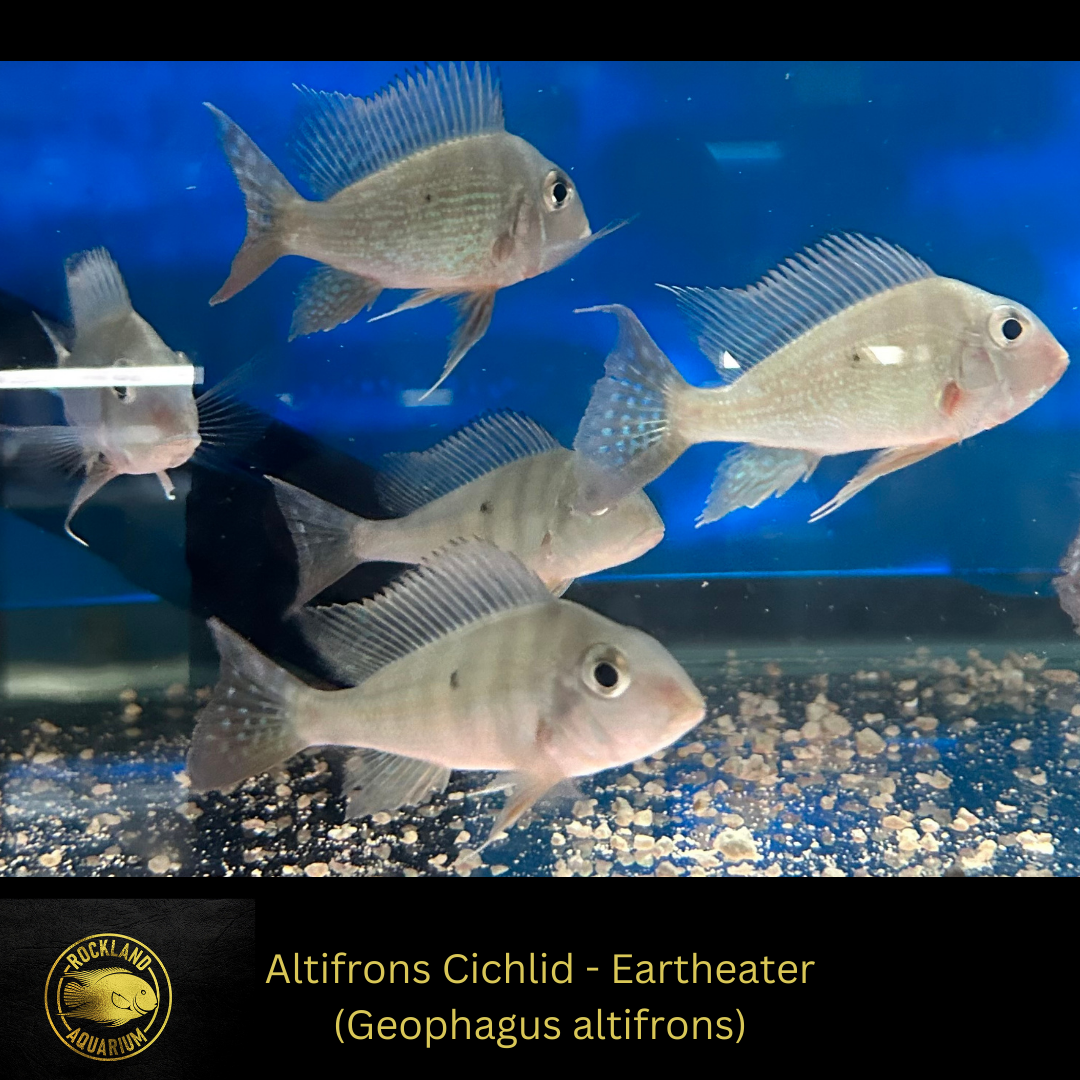 Altifrons Cichlid - Geophagus altifrons- Live Fish