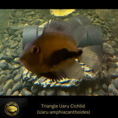 Uaru Triangle Cichlid - Uaru amphiacanthoides - South American