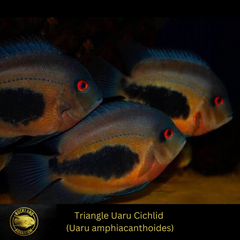 Uaru Triangle Cichlid - Uaru amphiacanthoides - South American