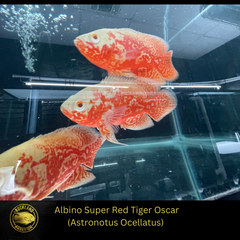 OSCAR Albino Super Red Tiger- ASTRONOTUS OCELLATUS - Live Fish