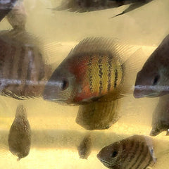 Red Tiger Severum "Rio Curare" - Live Fish